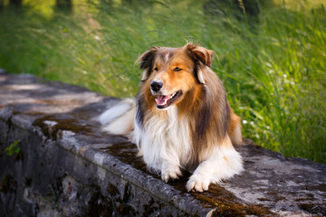 Aussie Collie dog