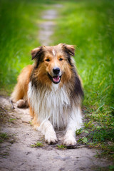 Aussie Collie dog