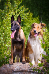 Aussie Collie and malinois dogs