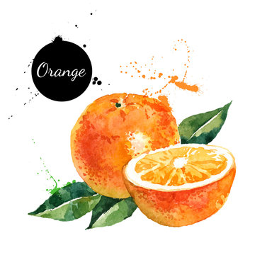 Hand drawn watercolor painting orange on white background