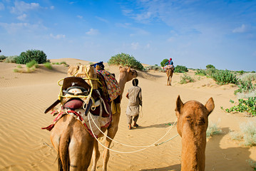 Camel caravan going through the sand dunes in desert, Rajasthan, India