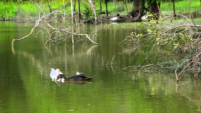 Ducks swimming in pond