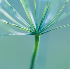 Close up of wild carrot flower - 87876778