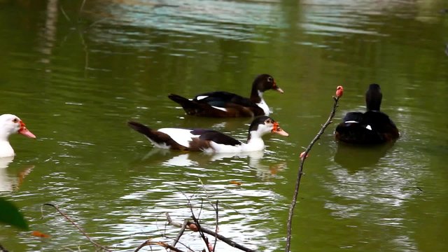 White and black ducks swimming in pond. 