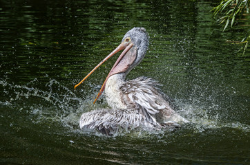 a pelican bathing  - Pelecanus philippensis