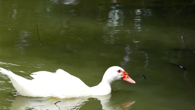 White duck swims and drinks in pond. 