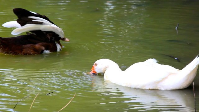 White and black ducks in pond washes, spread their wings