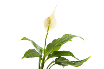 flower Spathiphyllum