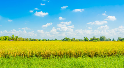 golden rice field
