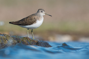 Green Sandpiper