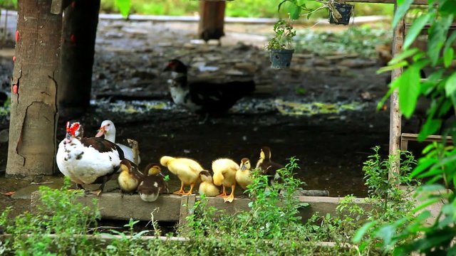 Duck and ducklings wash their wings.