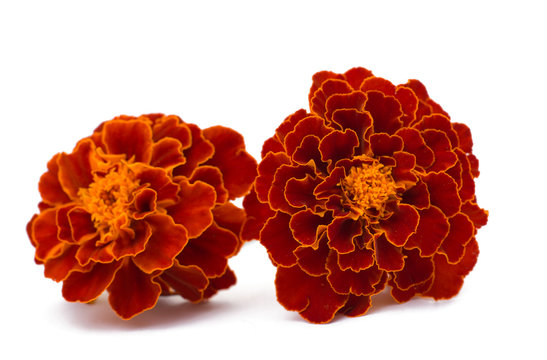 marigolds isolated