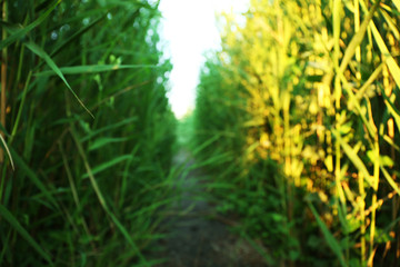 Green reeds on river