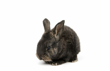 Little rabbit