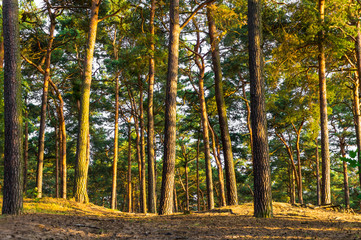 Obraz premium sonne im kiefernwald