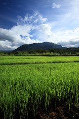 Green rice field in countryside with mountain background, Chiang Mai, Thailand.
