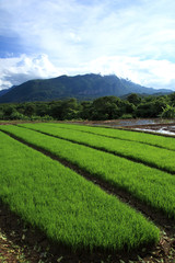Green rice field in countryside with mountain background, Chiang Mai, Thailand.