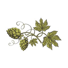 branch of fresh green beer hops isolated on white background.