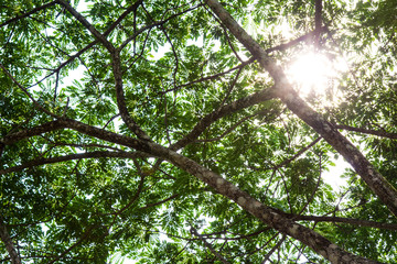 Under the tree with branch