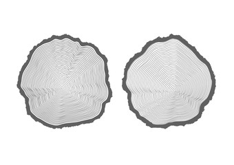 rings of texture of wood. tree cut