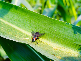 Fototapeta premium Bee Pollinating on Corn Plant Leaf