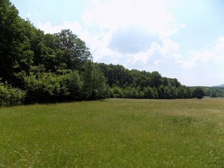 Meadow, forest and sky