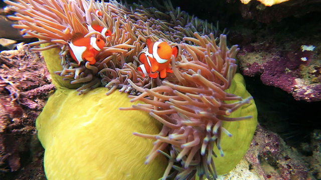 Anemone and clownfish close-up.