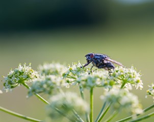 Close up of fly sitting on wild flower