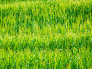 grain field detail
