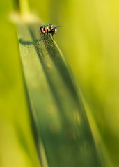 housefly