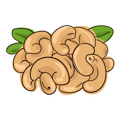 Cashew nuts. Vector illustration.