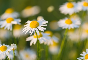 Beautiful chamomile flowers