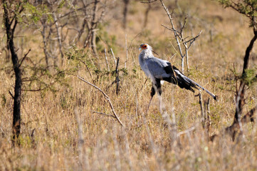 Secretary bird ～ヘビクイワシ～