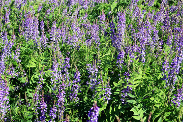 Obraz premium Petals, leaves and stems of the flowering plants