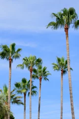 Cercles muraux Palmier Des palmiers à Cannes