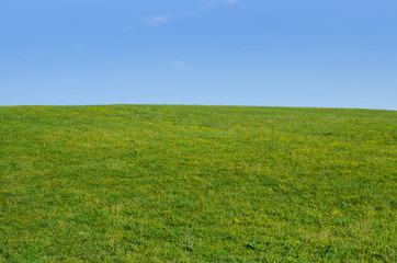 meadow green summer grass with clear blue sky