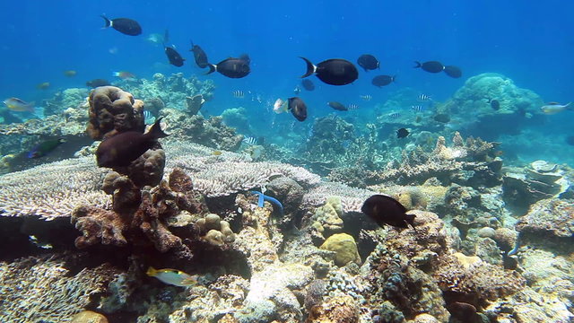 School of fish Surgeonfish on the coral reef panorama