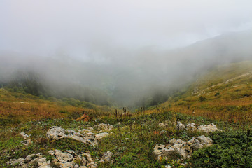 alpine meadow in clouds
