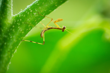 young mantis