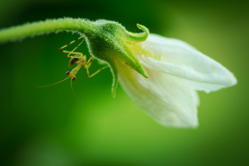 young mantis