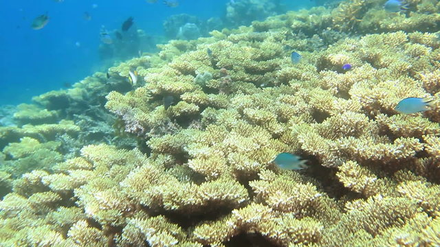 School of fish on the coral reef