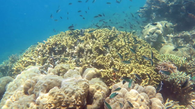 School of fish on the coral reef