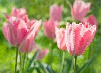 Flowers pink tulips