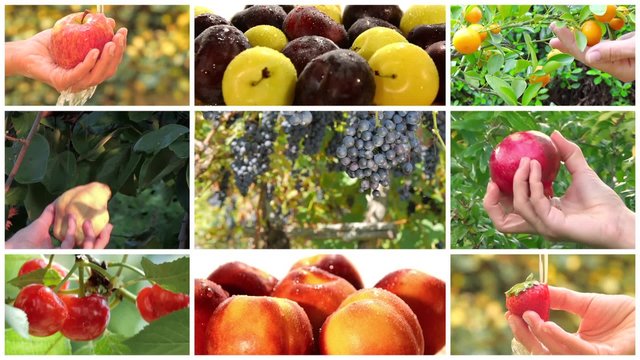 fruit harvest montage