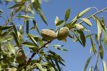rama de almendro con almendras en Andalucía spain