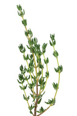 Thyme