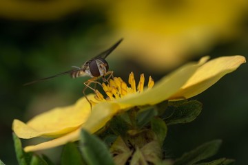 Gathering Pollen