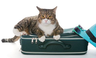 Serious grey cat sitting on a green suitcase