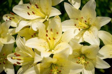 Obraz na płótnie Canvas Beautiful yellow lilly close up in garden