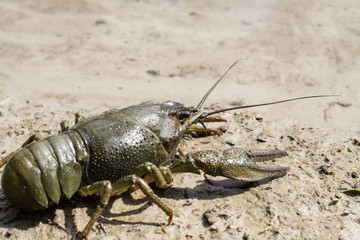 Freshwater green cancer at the River.